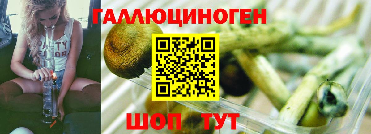 Псилоцибиновые грибы Psilocybe Мегион